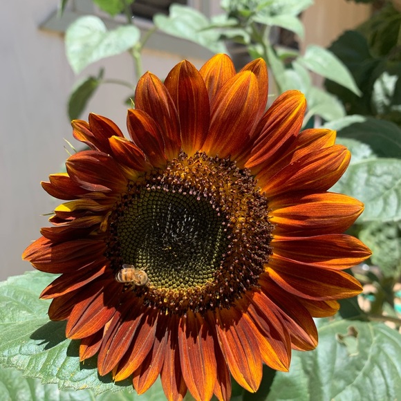 Meet your Posh Ambassador Flippin Fashion - Picture 4 of 4